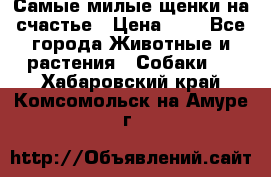 Самые милые щенки на счастье › Цена ­ 1 - Все города Животные и растения » Собаки   . Хабаровский край,Комсомольск-на-Амуре г.